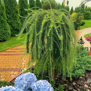 Лиственница европейская Пендула на штамбе