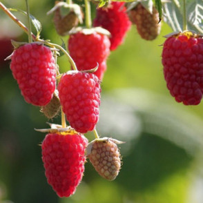 Малина «Брянская» (поздняя, ремонтантная)