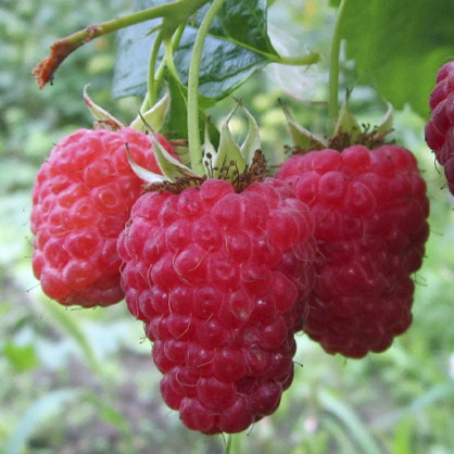 Малина Гордость России (средне-ранняя, не ремонтантная)