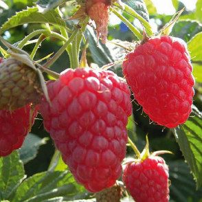 Малина «Жар Птица» ремонтантная (поздняя)