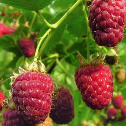 Малина Калашник красная (ремонтантная)