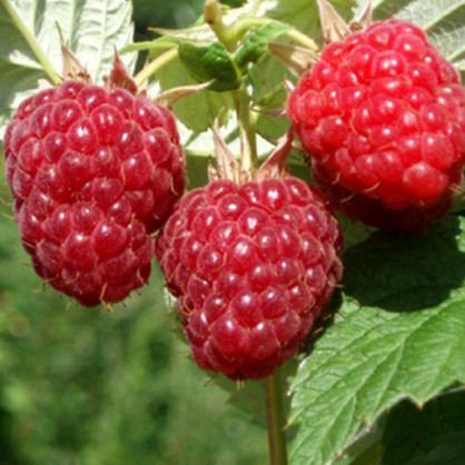 Малина Надежда (ранняя, не ремонтантная)