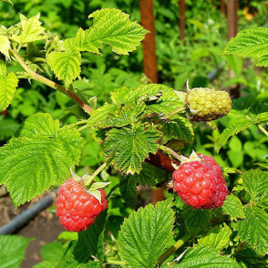 Малина «Огни Москвы» (ранняя, ремонтантная)