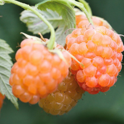 Малина Оранжевое чудо (средний срок, ремонтантная)