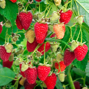 Малина «Рубиновое Ожерелье» (средний срок, ремонтантная)