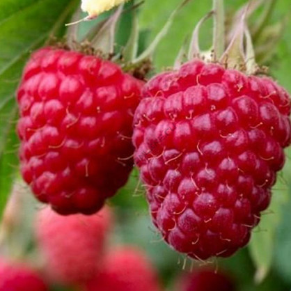 Малина Самохвал (поздняя, ремонтантная)