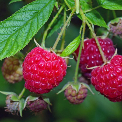 Малина Херитейдж (ремонтантная)