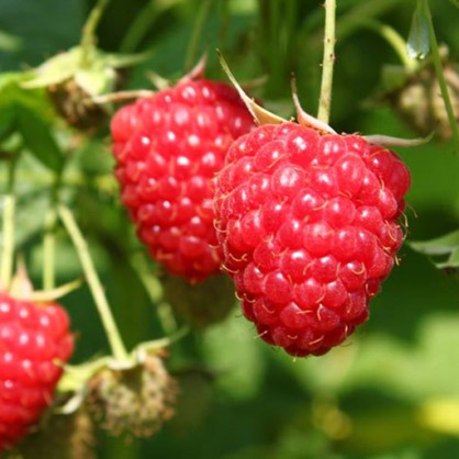 Малина Химбо Топ (ремонтантная)