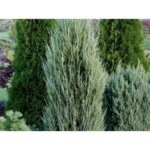 Можжевельник «Блю Айвори»