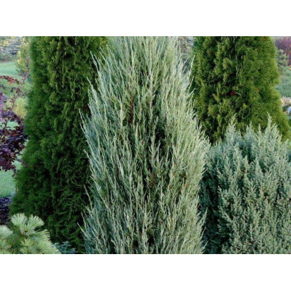 Можжевельник Блю Айвори (Blue Ivory)