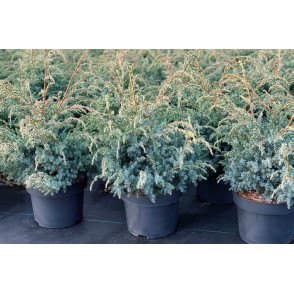 Можжевельник «Блю Альпс»