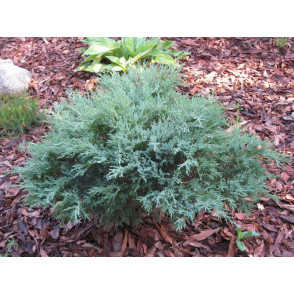 Можжевельник «Блю Компакт»