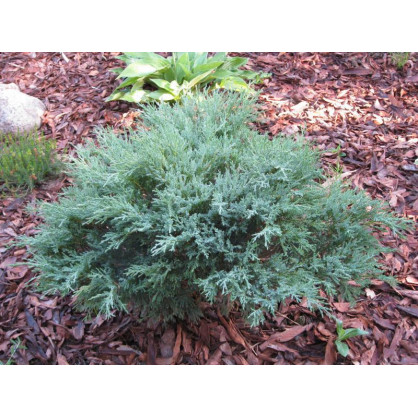 Можжевельник Блю Компакт (Blue Compact)