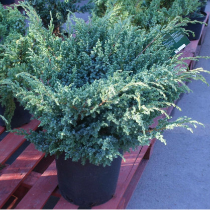 Можжевельник Блю Свид