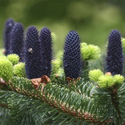 Пихта Делавея (Abies delavayi)