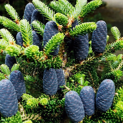 Пихта Кореана (Abies Koreana)