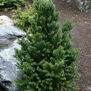 Пихта белая «Пирамидалис» (Pyramidalis)