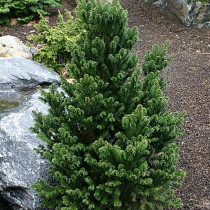 Пихта белая Пирамидалис (Pyramidalis)