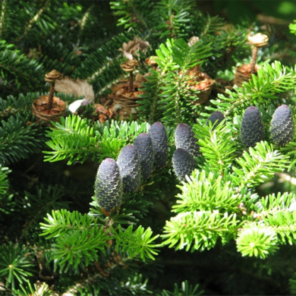 Пихта корейская Бревифолия