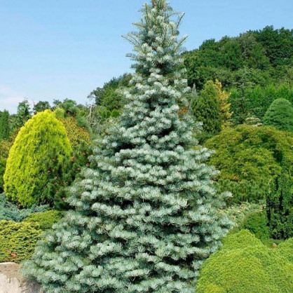 Пихта одноцветная Конколор (Abies Concolor)