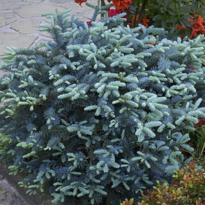 Пихта процера «Глаука» (Abies procera Glauca)