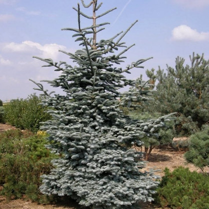 Пихта серебристая Глаука