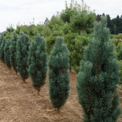Сосна «Фастигиата» (голубая)