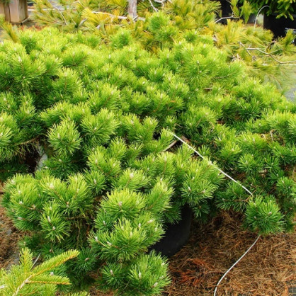 Сосна Хилсайд Крипер