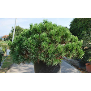 Сосна горная «Мугус» (Mugus)