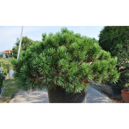 Сосна горная Мугус (Mugus)