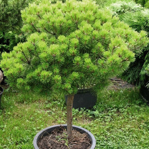 Сосна густоцветковая «Жан Клаус» (Jane Kluis)