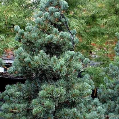 Сосна кедровая Глаука