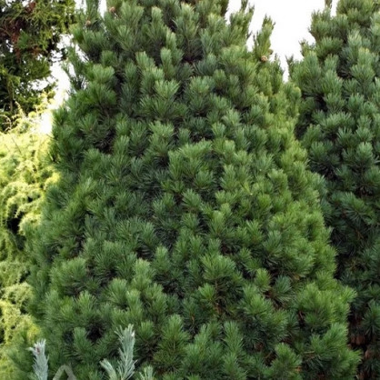 Сосна кедровая европейская (Pinus Cembra)