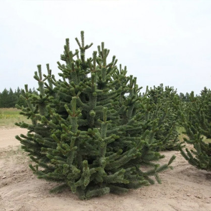 Сосна остистая Аристата (Pinus Aristata)