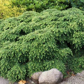 Тсуга канадская «Нана»