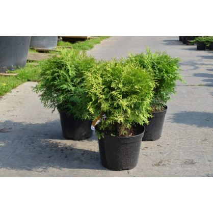 Туя Даника Аурея