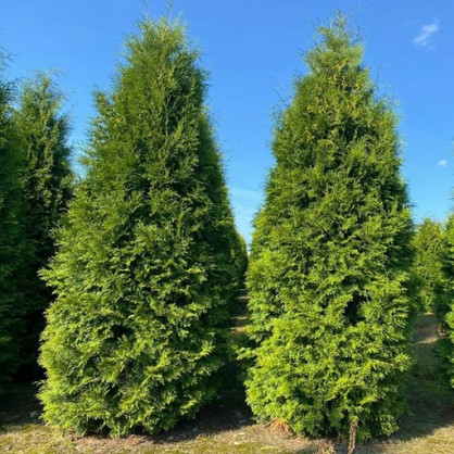 Туя западная «Брабант»