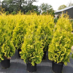 Туя западная «Еллоу риббон»