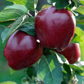 Яблоня «Джеромини» (осенняя)