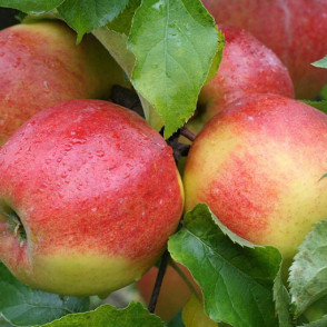 Яблоня «Джонаголд» (осенняя)