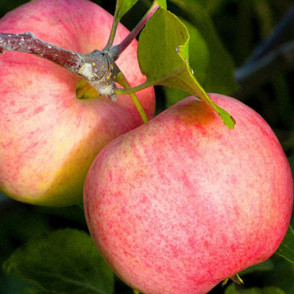 Яблоня «Розовый налив» (летняя)