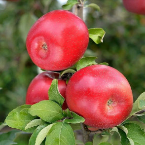 Яблоня «Фуджи Ацтек» (осенняя)