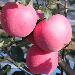 Яблоня «Фуджи Кику» (зимняя)