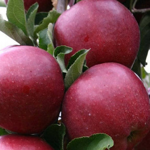 Яблоня «Черный Принц» (осенняя)