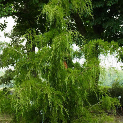 Можжевельник виргинский «Пендула»