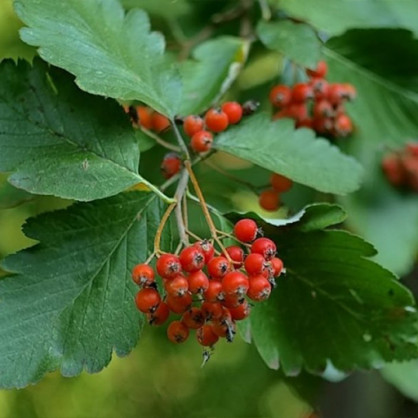 Рябина «Дуболистная»