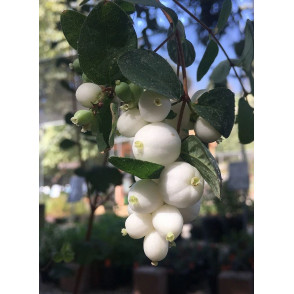 Снежноягодник Доренбоза «Мэджикал Аваланч»