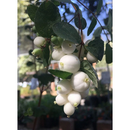 Снежноягодник Доренбоза «Мэджикал Аваланч»