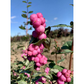 Снежноягодник Доренбоза «Мэджикал Винтерберри»