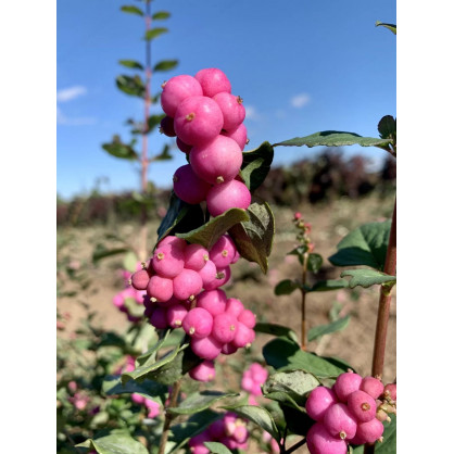 Снежноягодник Доренбоза «Мэджикал Винтерберри»
